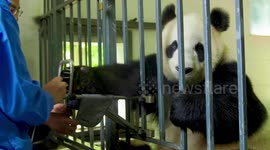 Through physical examination, we can keep abreast of the physical status of the pandas and ensure their healthy growth. Healthy growing pandas eating and playing together, having fun!