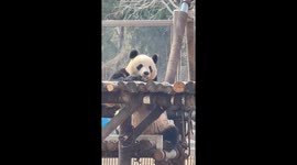Meet Ya Ji, the adorable panda taking China's social media by storm with its playful antics