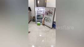 Cute Golden Retriever puppy climbs into fridge to cool off