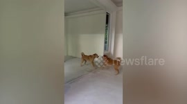 Amusing dog fights with own reflection in mirror
