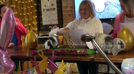 Two rabbits have got married - and had a traditional human-like wedding