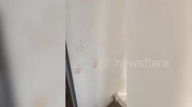 Toddler blames dog after handprints mysteriously appear on mum's freshly painted wall
