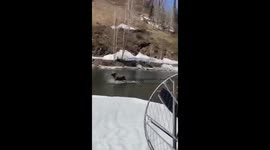 Fishermen save elk from bear attack