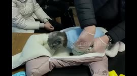 Suspected trafficker 'dressed cat in baby clothes to smuggle drugs' in Russia