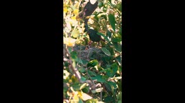Black bird in a nest feeding baby birds.