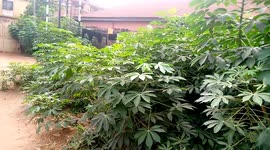 In the my  farm