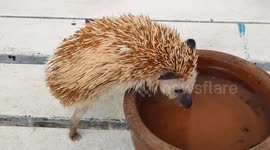 Adorable hedgehog drinking water