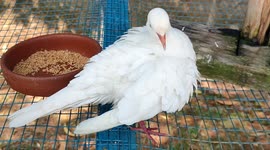 Albino pigeon