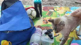 Uninvited stray cat attempts to 'steal' picnicers food on beach