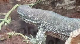 Large Monitor Lizard climbing up onto the big rock using its claws