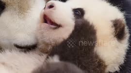 Newsflare Edit - The most adorable national treasure animal: the panda. The panda cubs are growing up healthily under the careful care of their mothers, and their round and bright eyes are full of curiosity about the world. The pandas are enjoying the bam