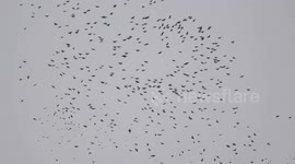 Several hundred alpine choughs seen flying together in Swiss Alps