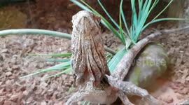 Dragon Reptile Lizards were relaxing in their house enclosure