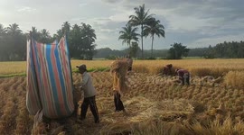 Low Cost: Traditional Harvest Rice In Indonesia on April 16, 2023.