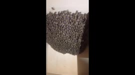 Thousands of bees fly into woman's living room, nest in closet