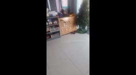 Thousands of bees invade woman's living room and nest inside cupboard