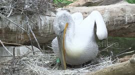Rare Pelican Chicks Delight Zoo Fans In Vienna, Austria