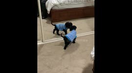 Poor puppy headbutts bed while trying to run away from his reflection