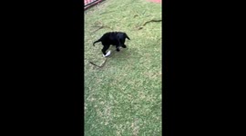 Playful Spoodle puppy finds himself in a 'sticky' situation