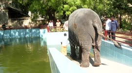 Temple elephant in India given new swimming pool as temperatures soar