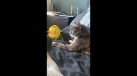 Cat relaxing behind a ventilator on a bed due the warm summer weather