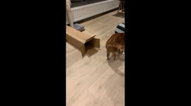 Cat running into a box he does barely fit in. He runs after a toy and almost gets stuck