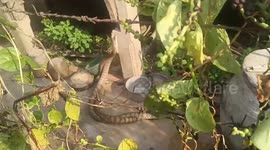 Two huge snakes perform spectacular 'dance' in woman's garden in Thailand