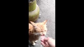 Adorable cat brings food to kittens - caught on camera in Bandung, Indonesia