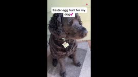 Smart dog goes on an Easter Day egg hunt