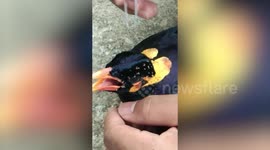 Pet owner picks mites from bird's head using pair of tweezers