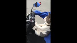 Riding with a feline friend: adventures of a biker and his cat