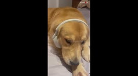 Golden Retriever doesn't want the headache of wearing a headphone