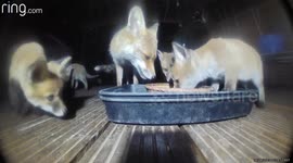 5 CUTE baby fox cubs and their mum greedily feed at the same food bowl at the back of a London house captured on CCTV