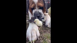 Adorable St. Bernard shows that love & chicks are keys to a happy life