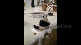 Controversy erupts as zookeeper uses bamboo stick to prod giant panda