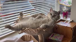 Lazy Fluffy Cat Reclines In Cat Basket On Sunny Spring Day In April