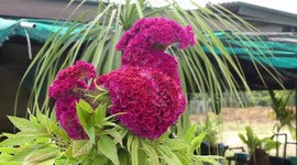 Superstitious locals visit 'lucky' cockscomb plant with bizarre chicken-shaped flower