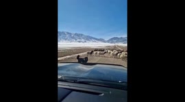 Responsible border collie stops car and herds sheep to roadside