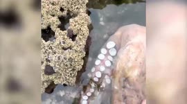 Dad finds 'massive' octopus off British beach and eats it at home for dinner