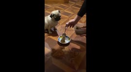 Finding a deeper connection with a dog: a tale of understanding and friendship