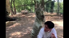 DON'T MISS this tiger's failed attempt to sneak up on tourist enjoying ice cream at Beijing Zoo