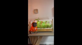Frenchie helps harvest herbs from a smart garden. Very cute.