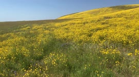 A view of the California Superbloom, in the Carrizo Plains in Califronia, showcases yellow flowers called