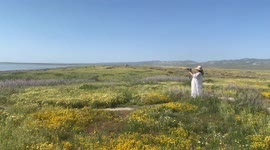 Foreign Tourists to California take photos of themselves in the midst of the California Superbloom