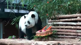 Female giant panda, 21, passes away at zoo in Thailand