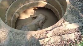 Excavator used to dig trapped elephant out of 15-foot-deep well in southern India
