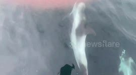 Lucky boater has close encounter with pod of white-beaked dolphins off British coast