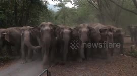 Brave park rangers block elephant herd from entering village in Thailand