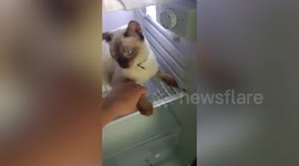 Pet Siamese cat refuses to come out of refrigerator on hot day