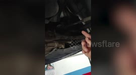 Kind mechanics rescue dog stuck under car in Spain